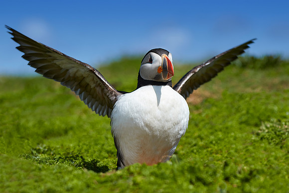 Puffin Skomer Island
