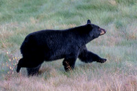 Black Bear