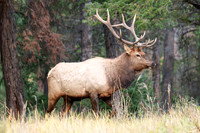 Bull Elk