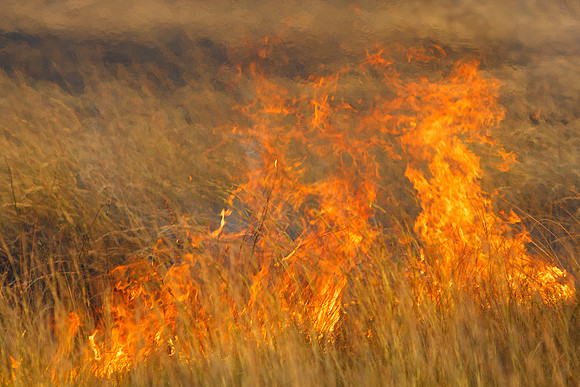 African Brush Fire