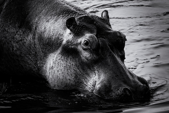 Hippo