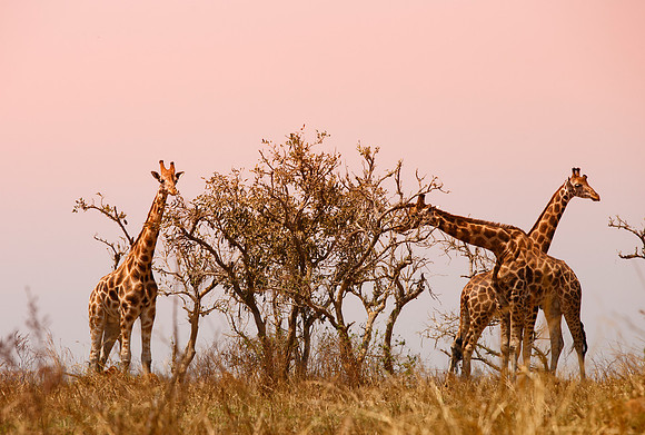 Giraffes